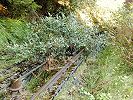 Kurve im unteren Teil der Standseilbahn Russein - Foto Archiv standseilbahnen.ch